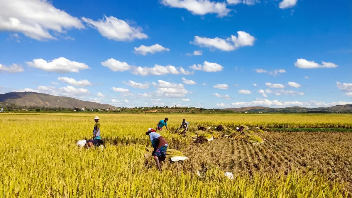China–Madagascar National Hybrid Rice Demonstration Base · 2024–2025