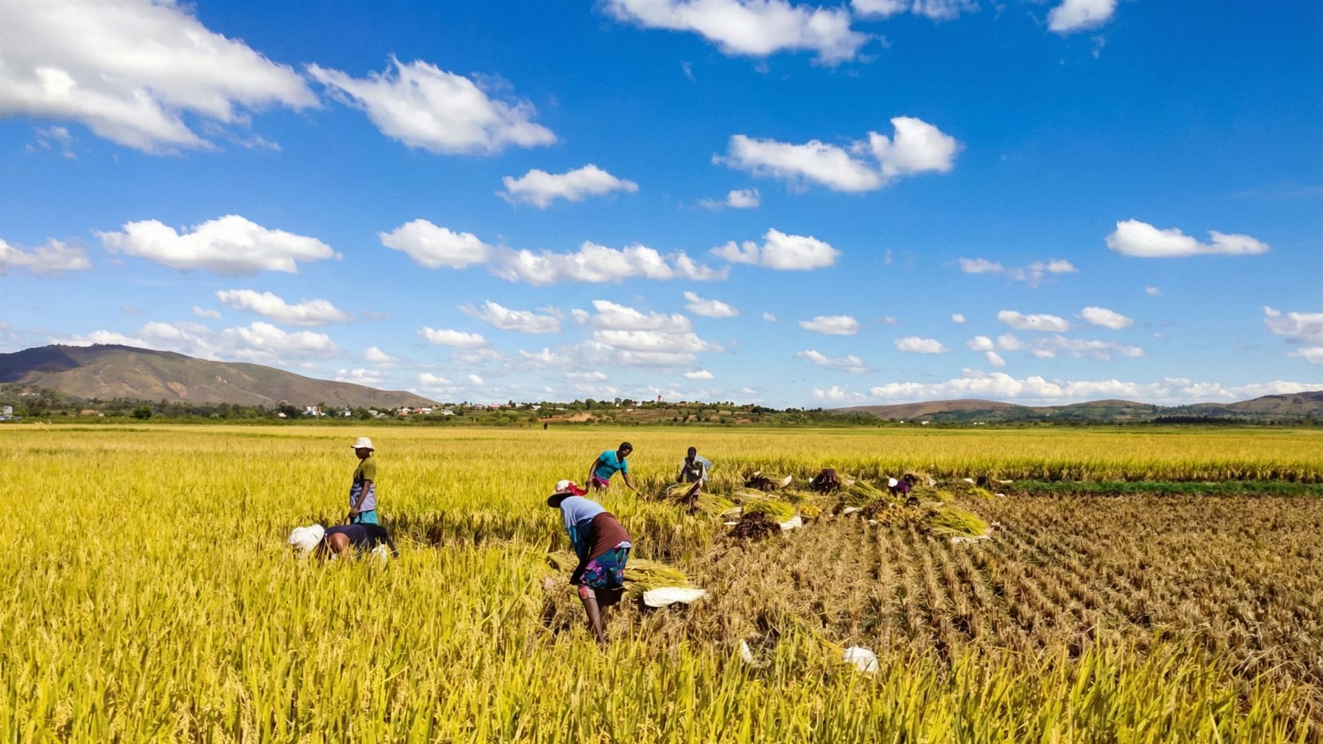 China–Madagascar National Hybrid Rice Demonstration Base · 2024–2025